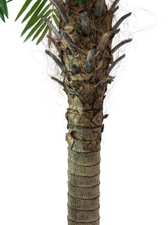 Kunstig Phoenix Palmetræ Luxor (300cm)