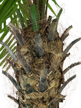 Kunstig Phoenix Palmetræ Luxor (300cm)