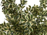 Kunstig  Woodficus Silverleaf, 120 cm.
