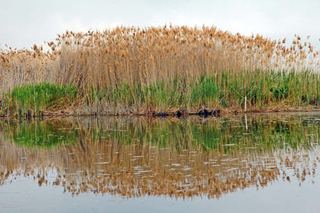 Boom Swamp STEREO